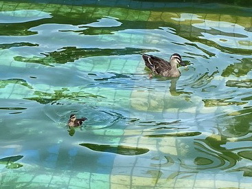 公園の噴水にカモ