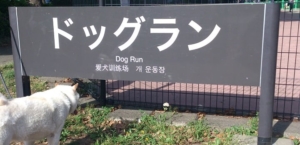 ドックラン改修工事で利用不可